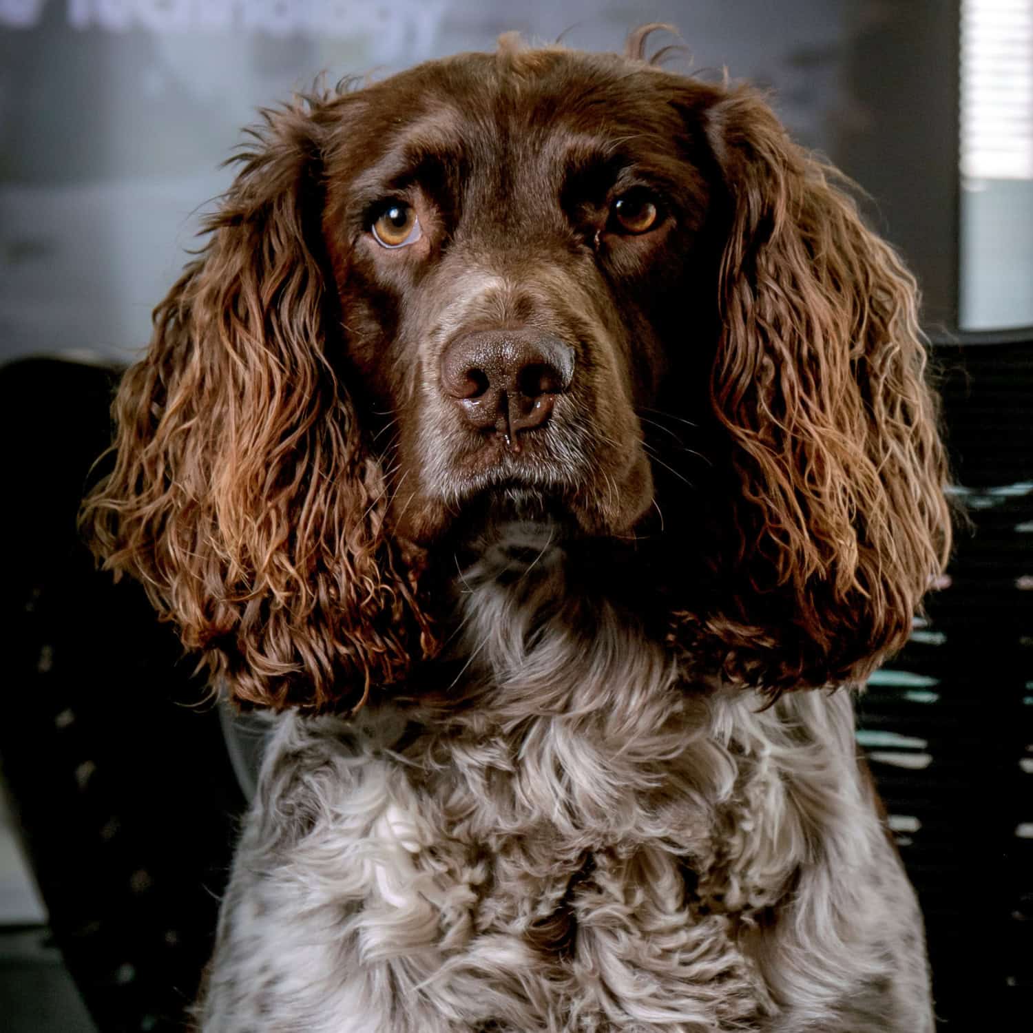 Jasper
